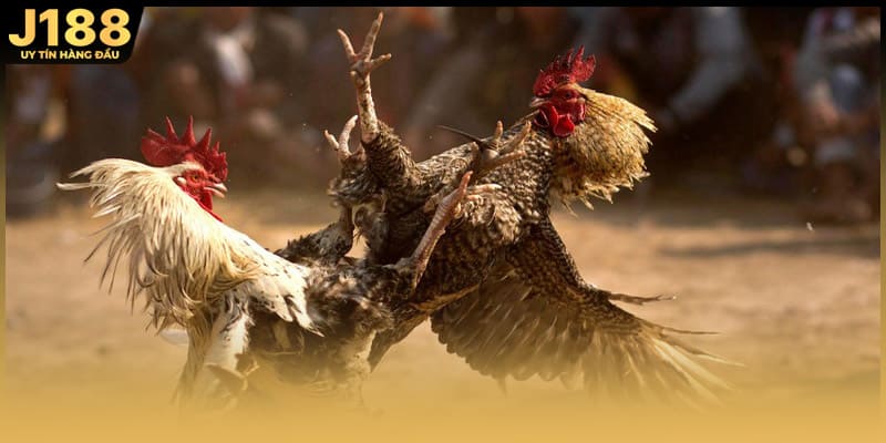 Đá gà mạng C4 còn cung cấp thông tin về lịch thi đấu thuận tiện