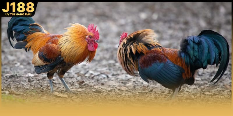 Đá Gà Mạng C4 – Hình Thức Theo Dõi Thi Đấu Trực Tuyến J188