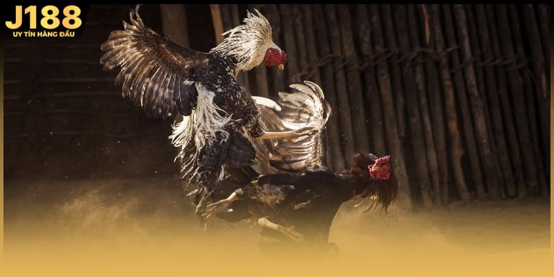 Kinh nghiệm theo dõi trận đấu tại j188 hiệu quả