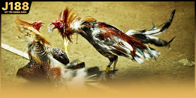 Nhiều sư kê đánh giá rất cao gà rừng đá cựa sắt cấu trúc chân tốt