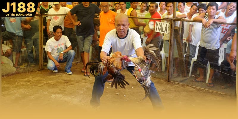 Thuật ngữ gà rừng đá cựa sắt chỉ những chiến kê của gà rừng